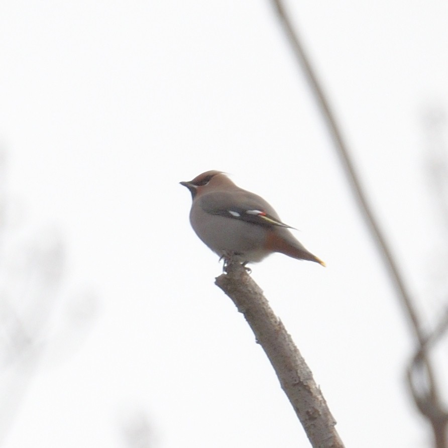 Bohemian Waxwing - ML644885965