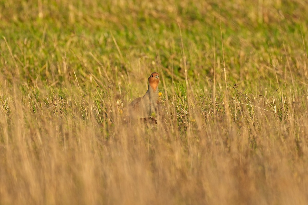 Gray Partridge - ML644885972