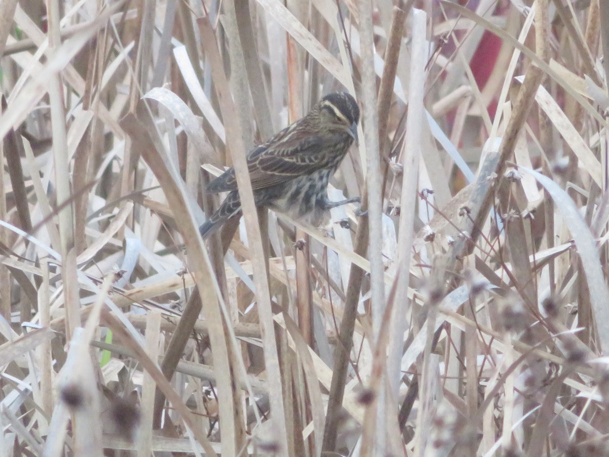 Красноплечий трупиал - ML644885987