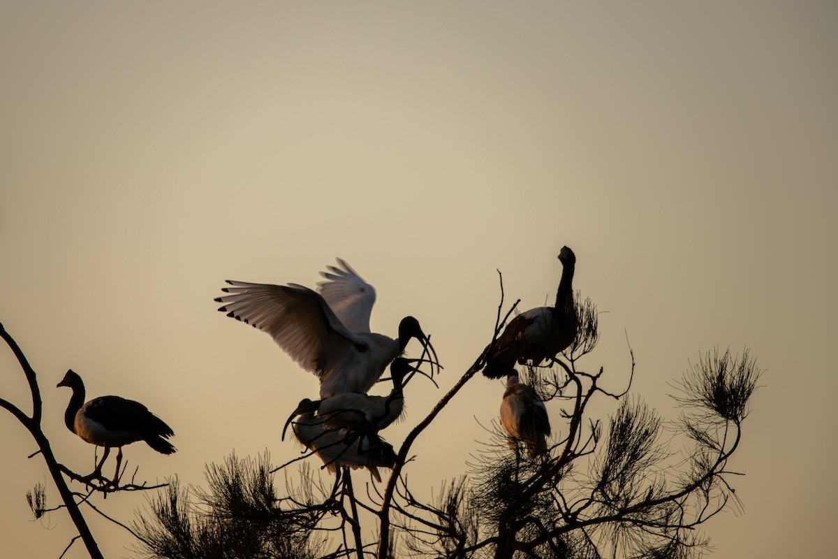Australian Ibis - ML644885989
