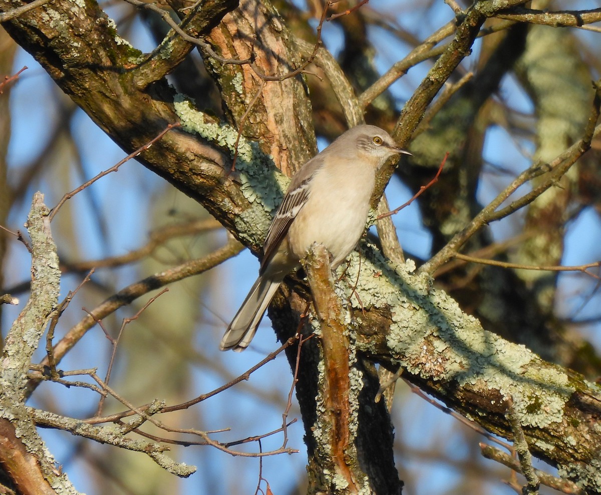 Northern Mockingbird - ML644885994