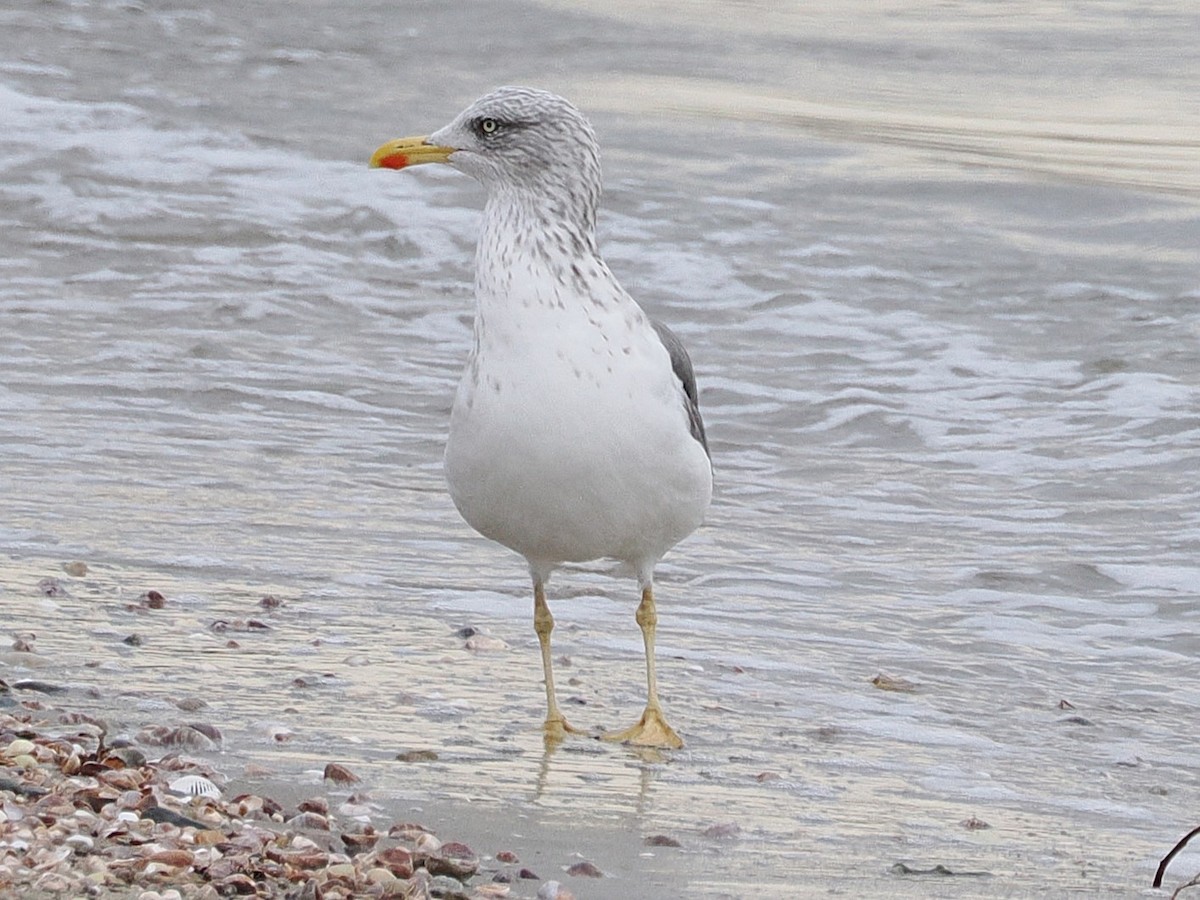 Lesser Black-backed Gull - ML644885995