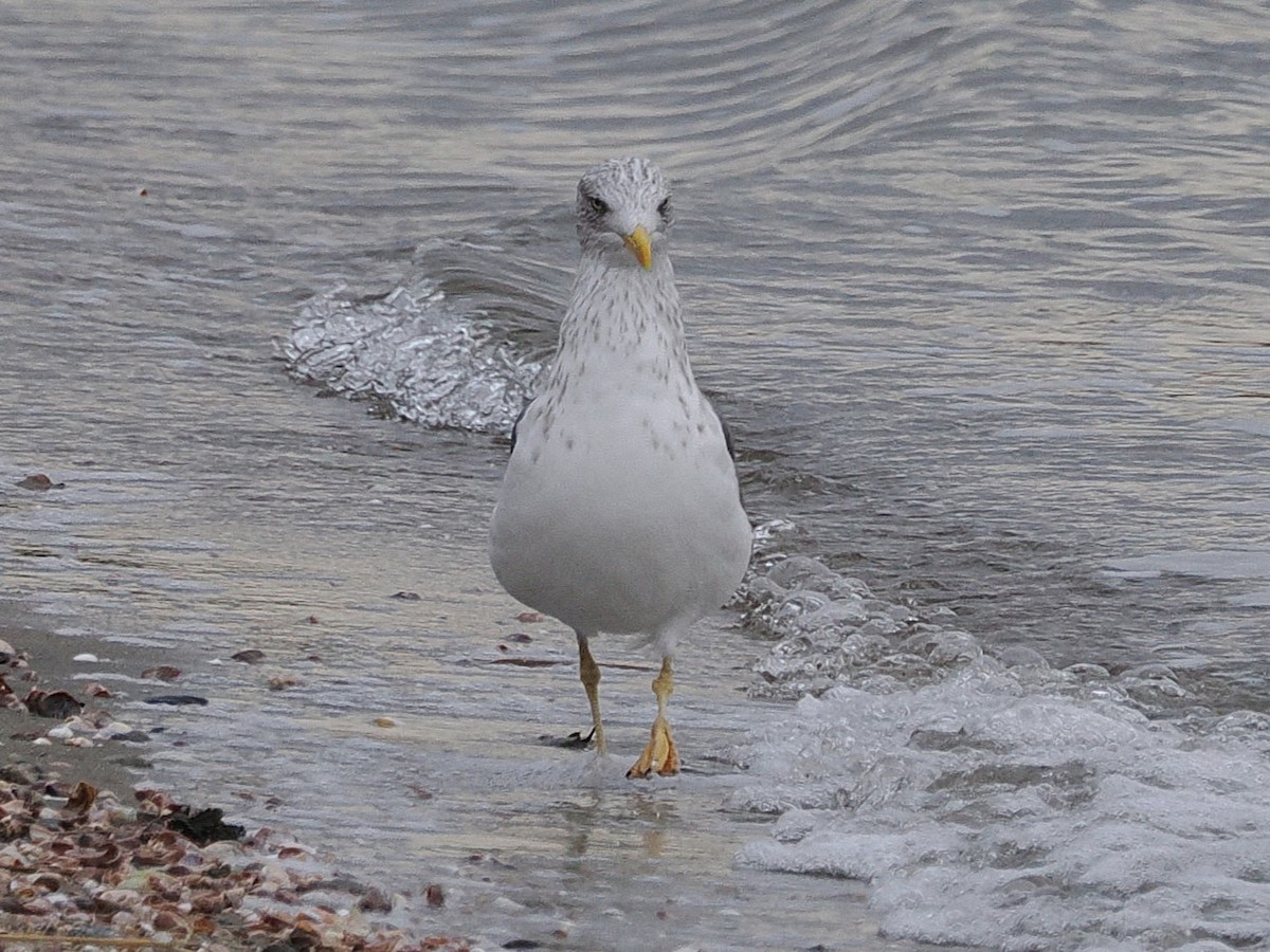 Lesser Black-backed Gull - ML644885999