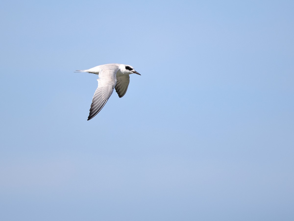 Forster's Tern - ML644886006