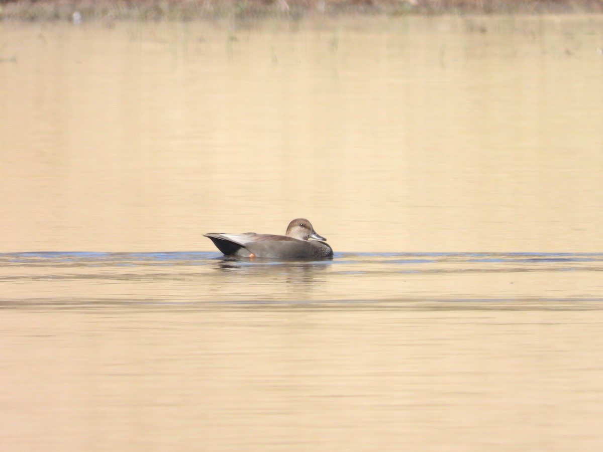 Gadwall - ML644886013