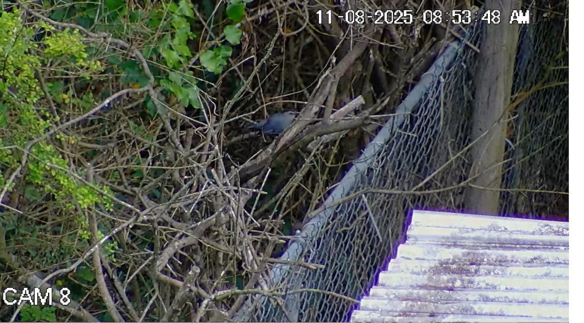 Gray Catbird - ML644886015