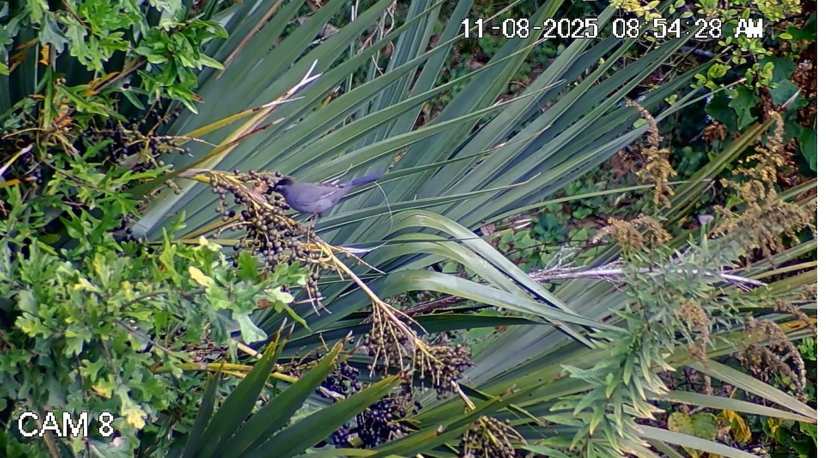 Gray Catbird - ML644886016