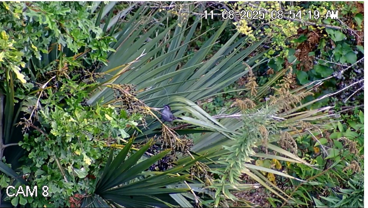 Gray Catbird - ML644886017