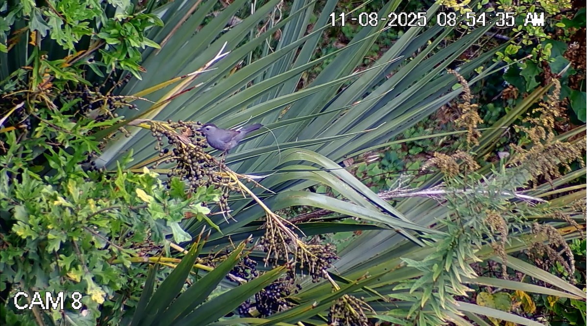 Gray Catbird - ML644886018