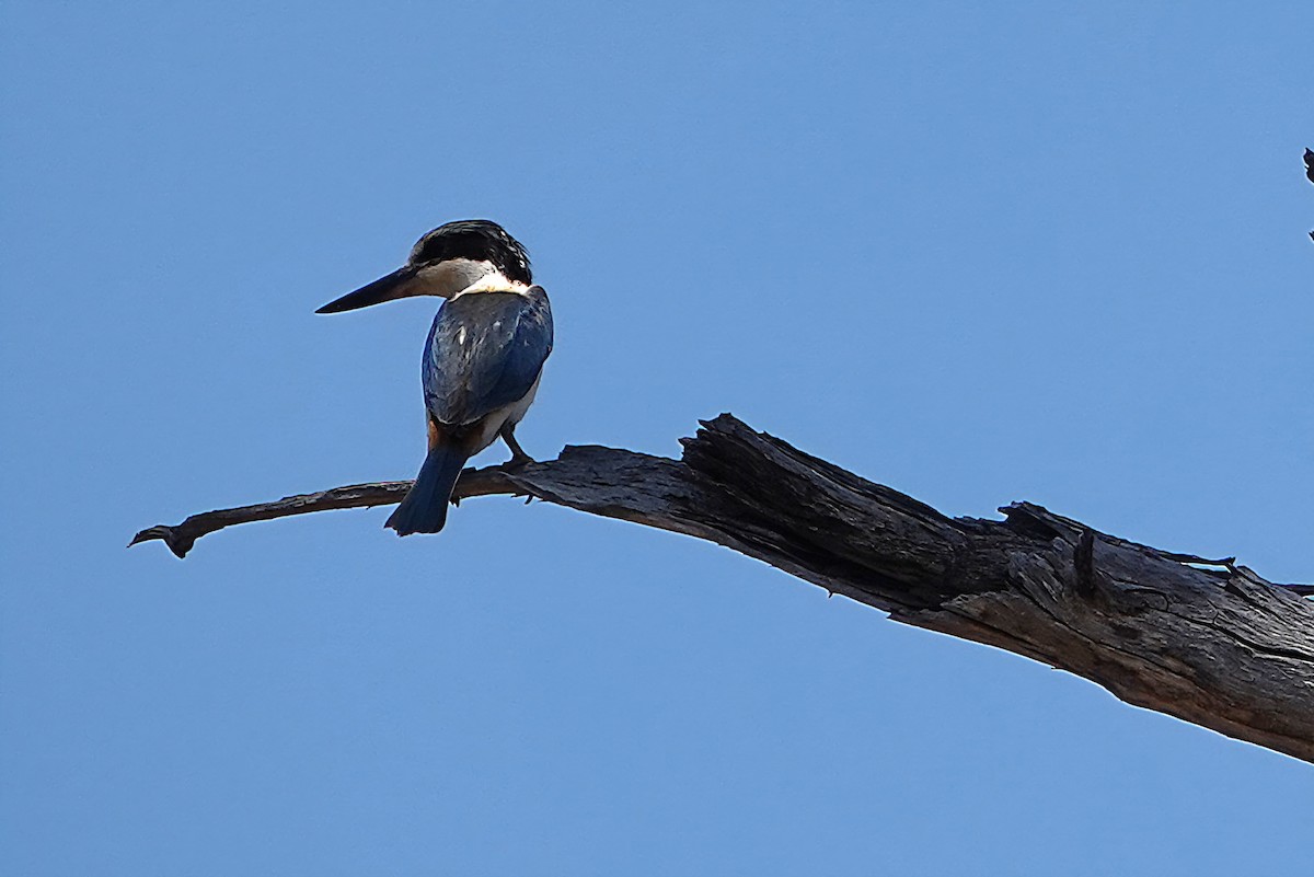 Red-backed Kingfisher - ML644886025