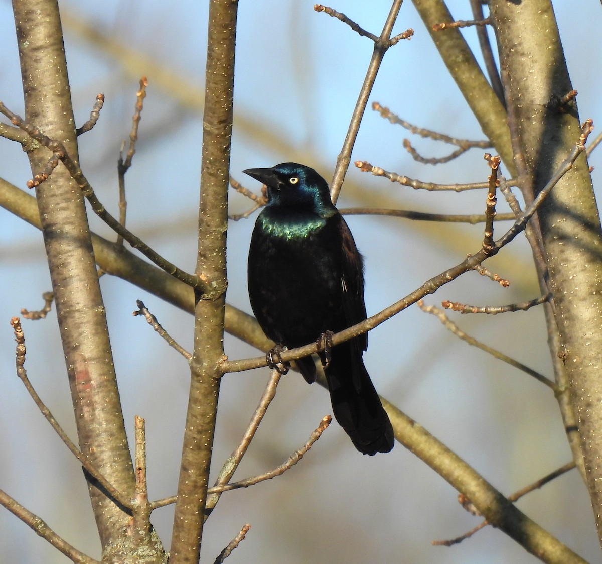 Common Grackle - ML644886034