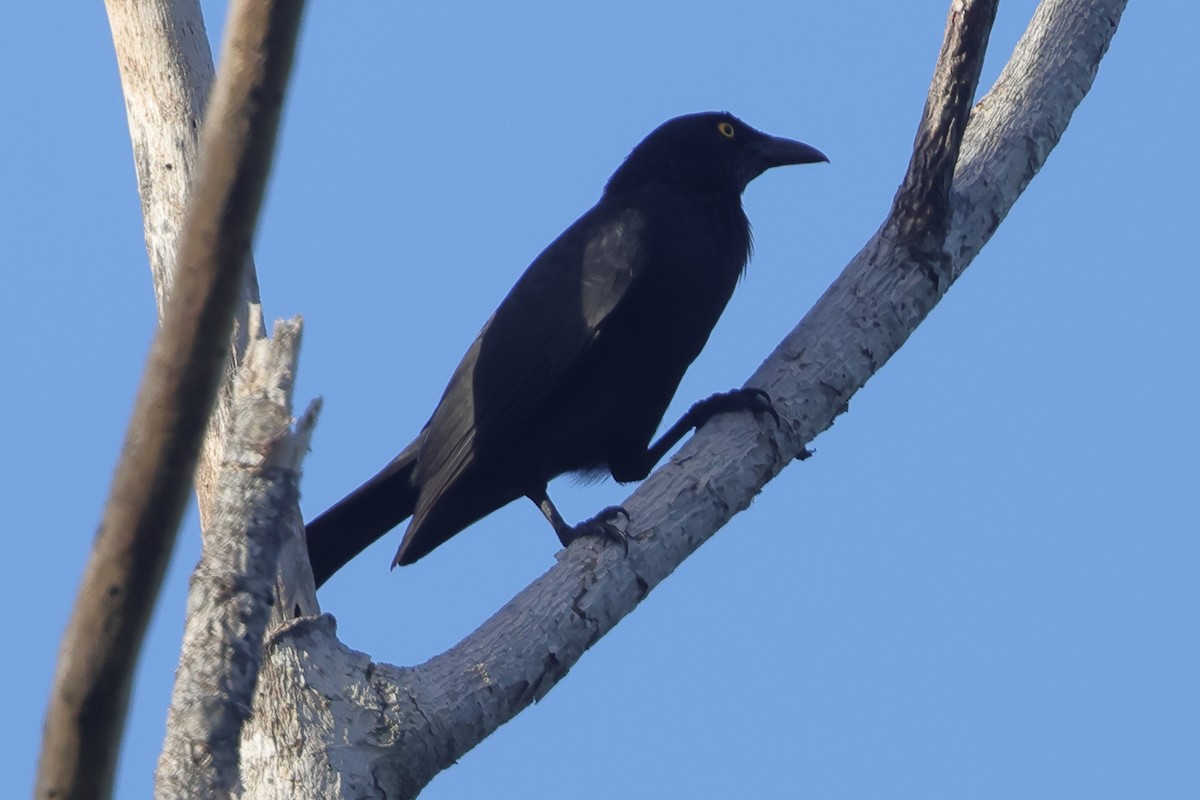 Micronesian Starling - ML644886037