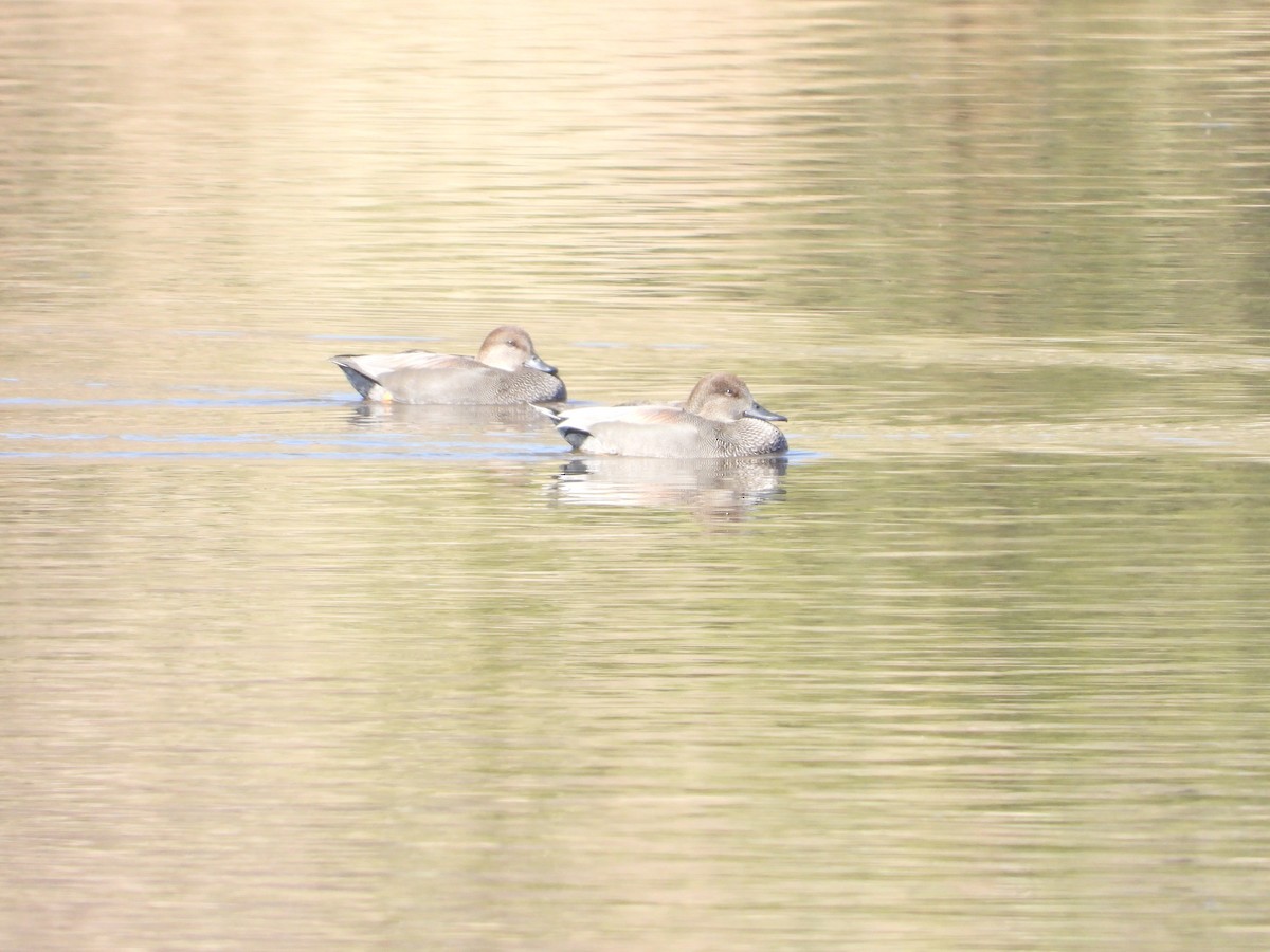 Gadwall - ML644886038