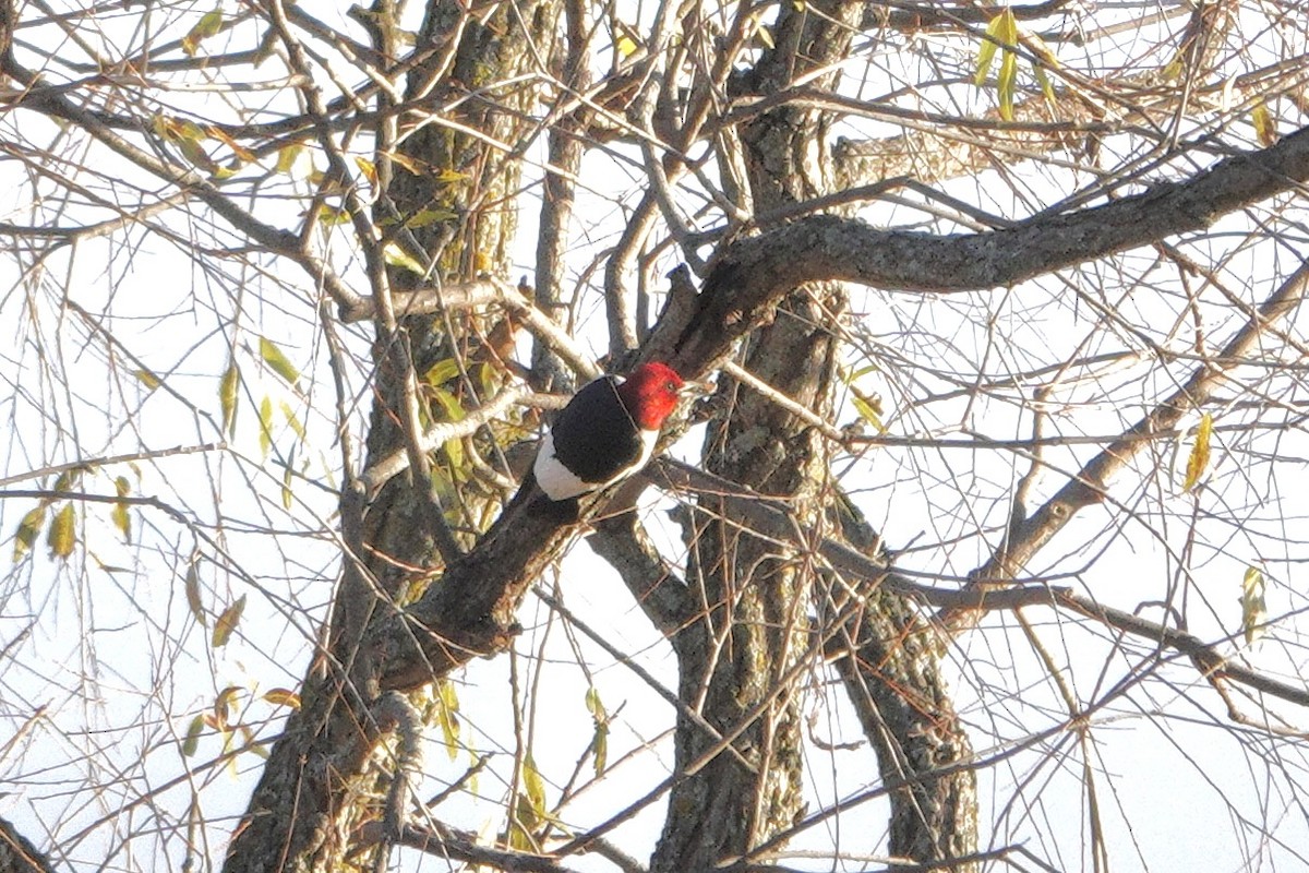 Red-headed Woodpecker - ML644886039