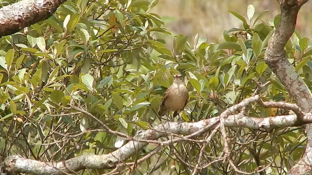Long-tailed Cinclodes (Cipo) - ML644886045