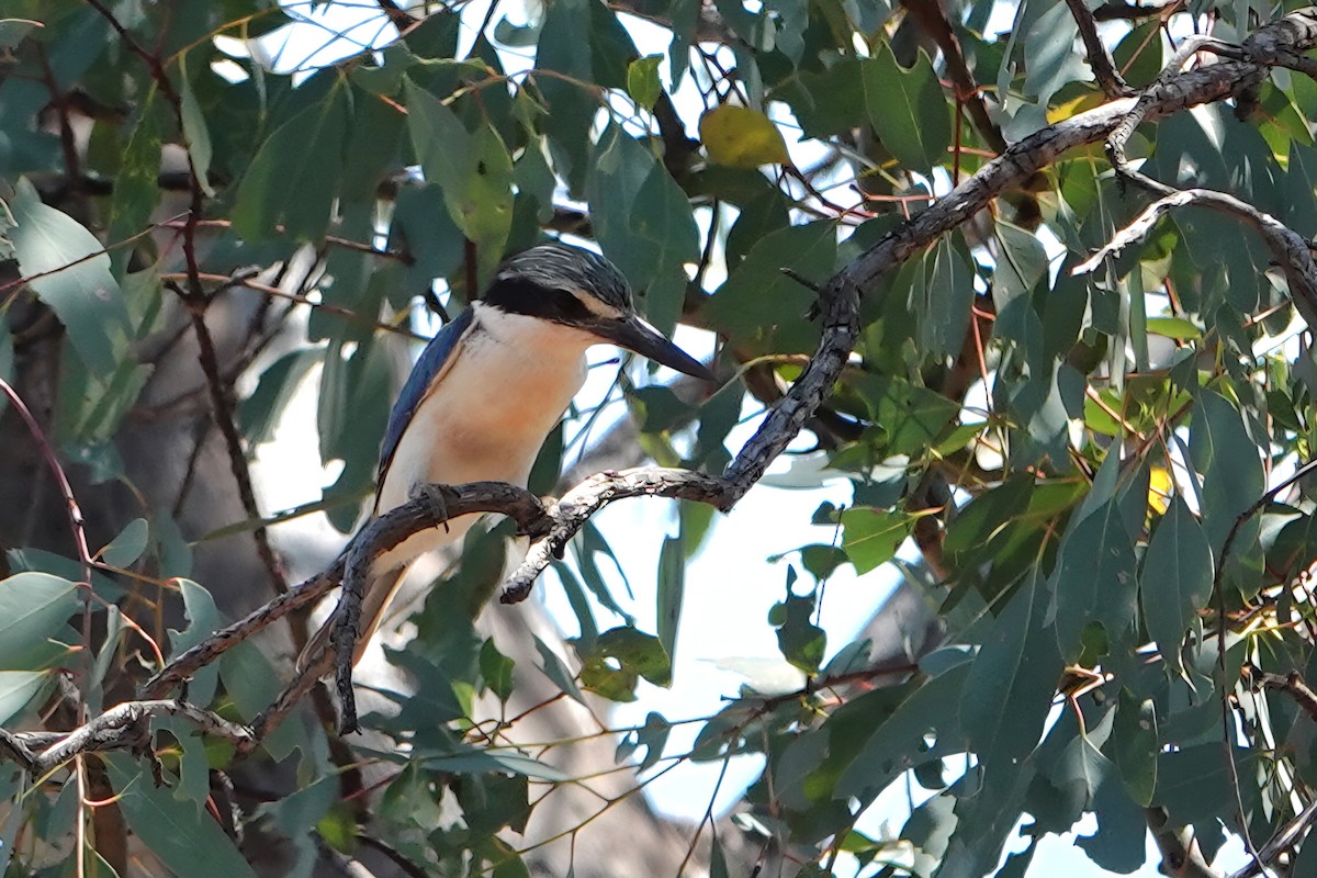Red-backed Kingfisher - ML644886051