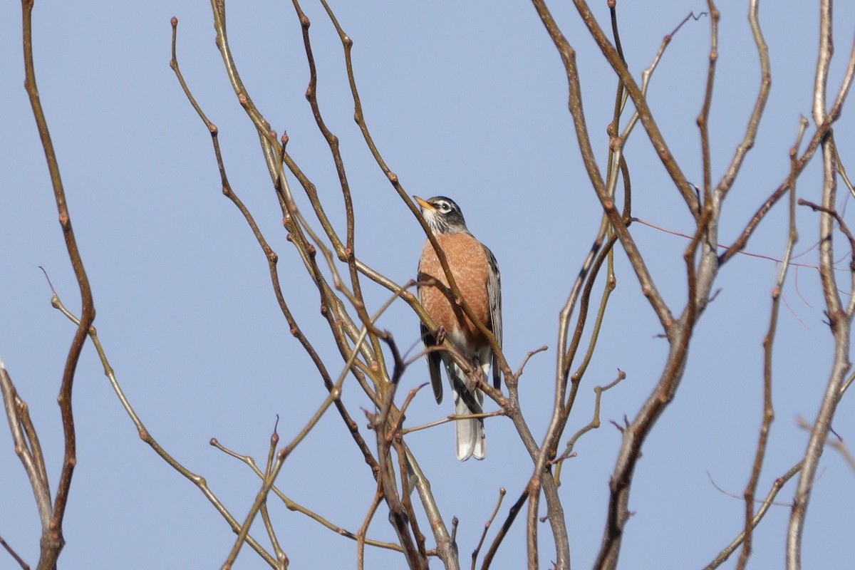 American Robin - ML644886053