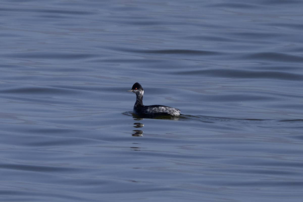 potápka černokrká - ML644886068