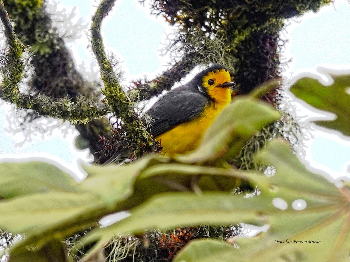 Süslü Ötleğen - ML644886097