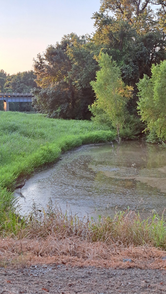 volavka velká - ML644886102