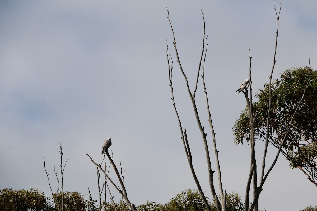 Black-shouldered Kite - ML644886103