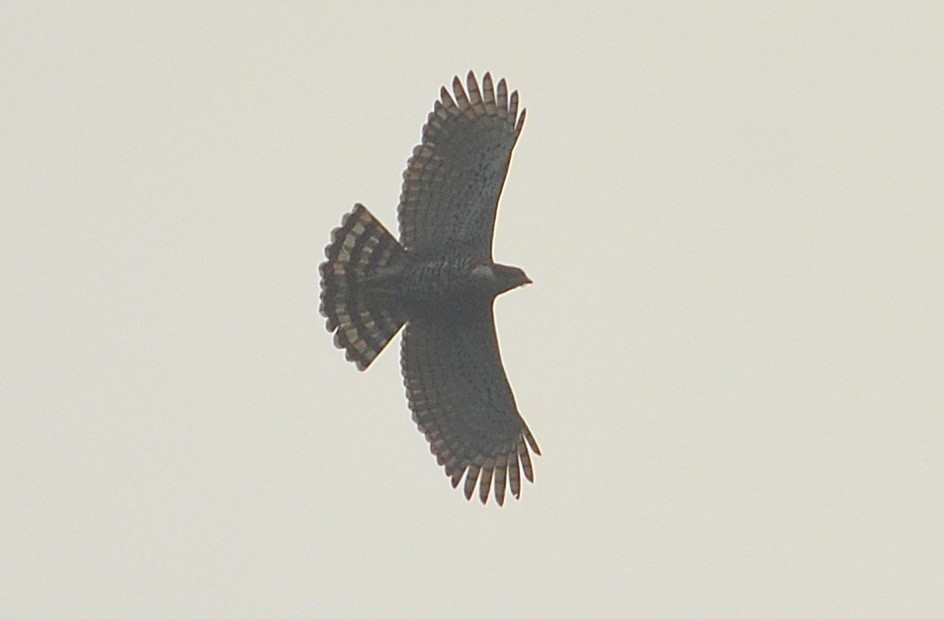 アカエリクマタカ - ML644886116