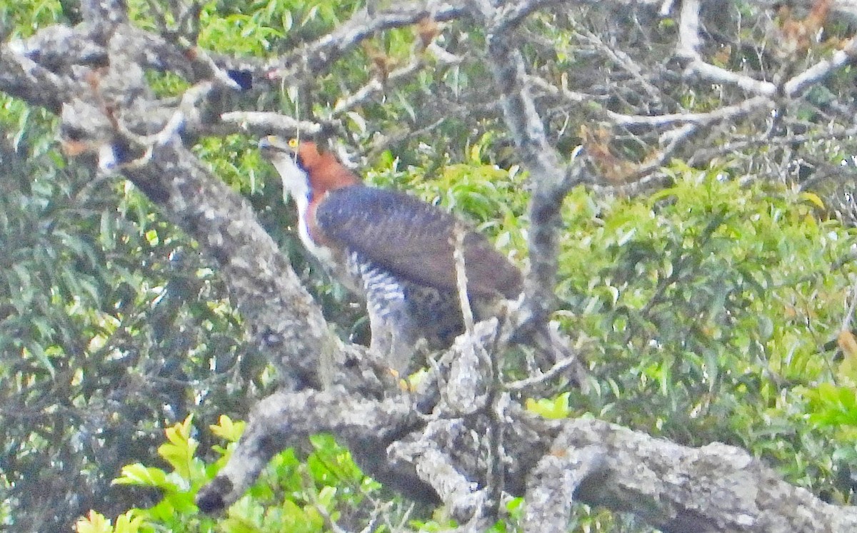 アカエリクマタカ - ML644886128