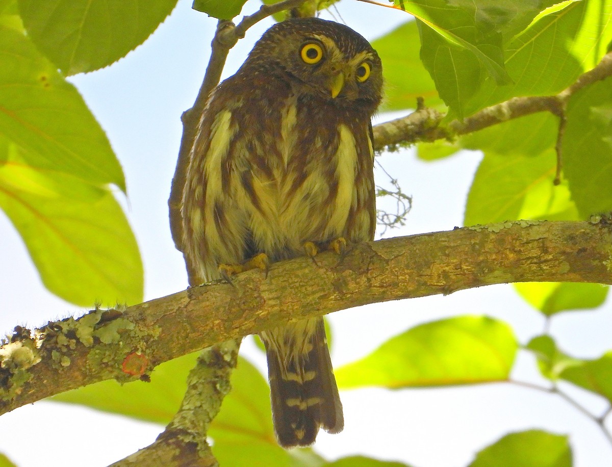 kulíšek brazilský - ML644886143