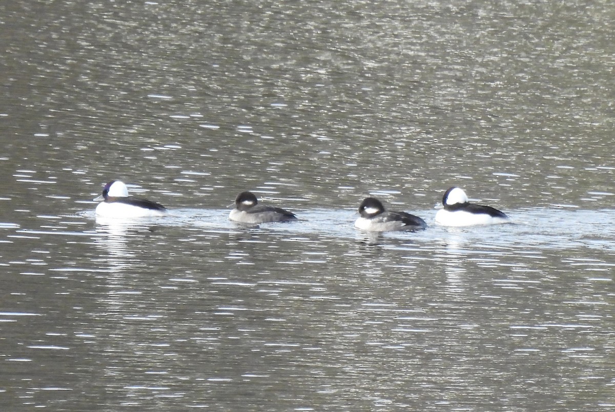 Bufflehead - ML644886144