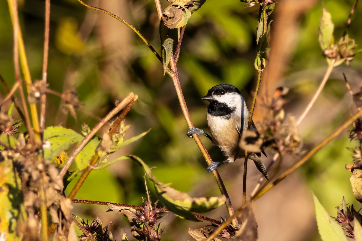 Carolina Chickadee - ML644886145