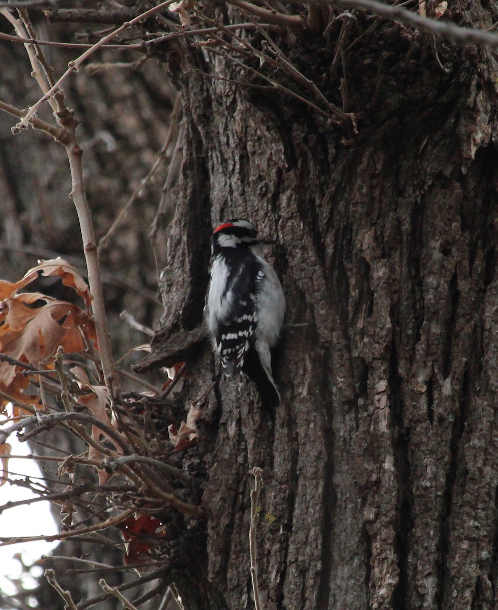 Dunenspecht - ML644886149