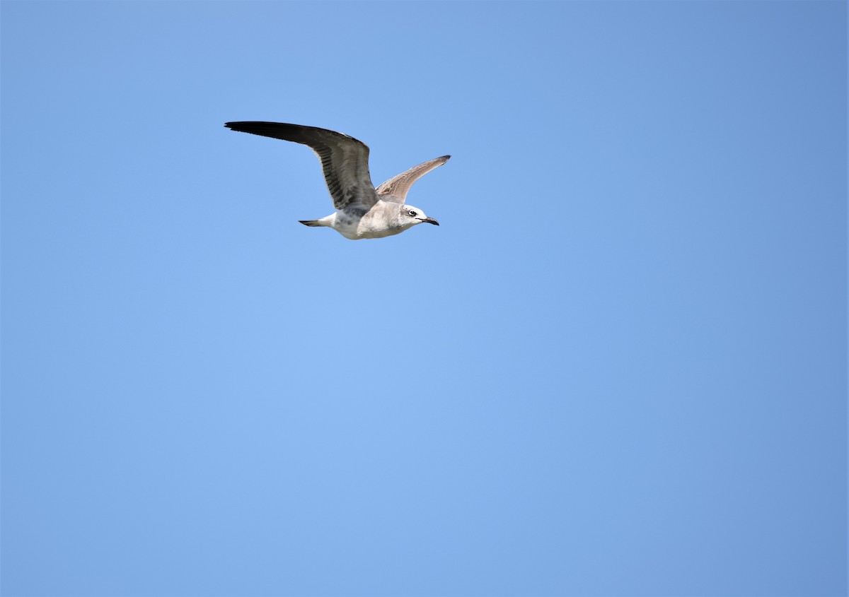 笑鷗 - ML644886157