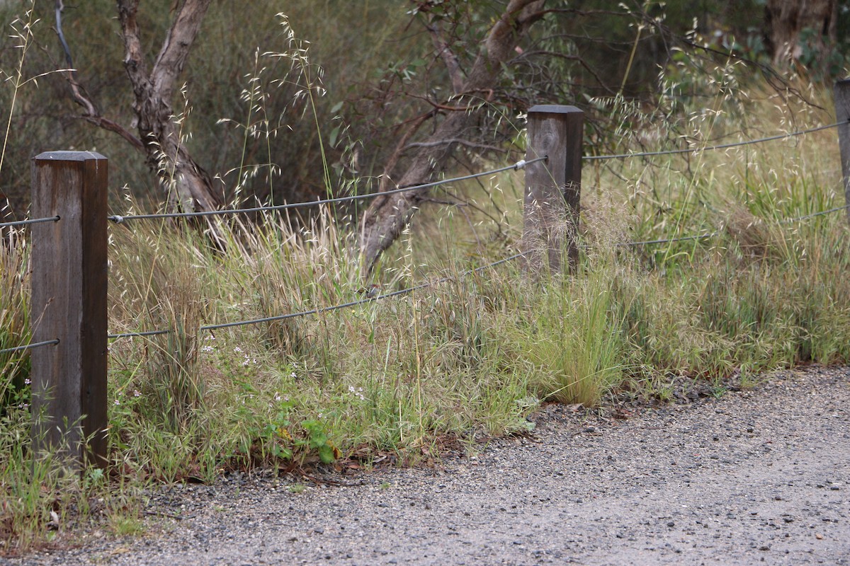 Red-browed Firetail - ML644886162