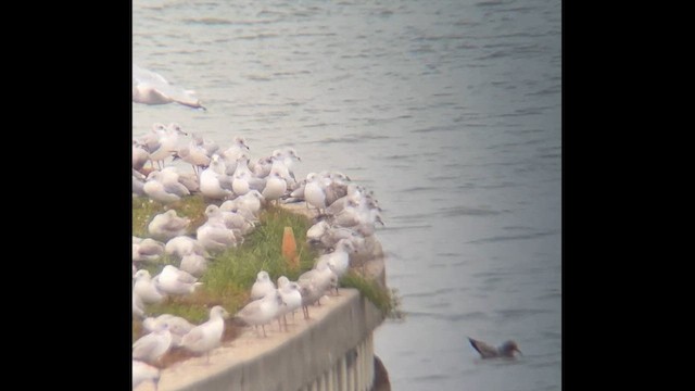 Клуша (graellsii) - ML644886166