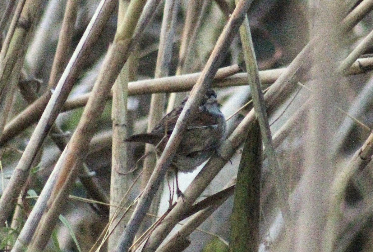 Swamp Sparrow - ML644886167