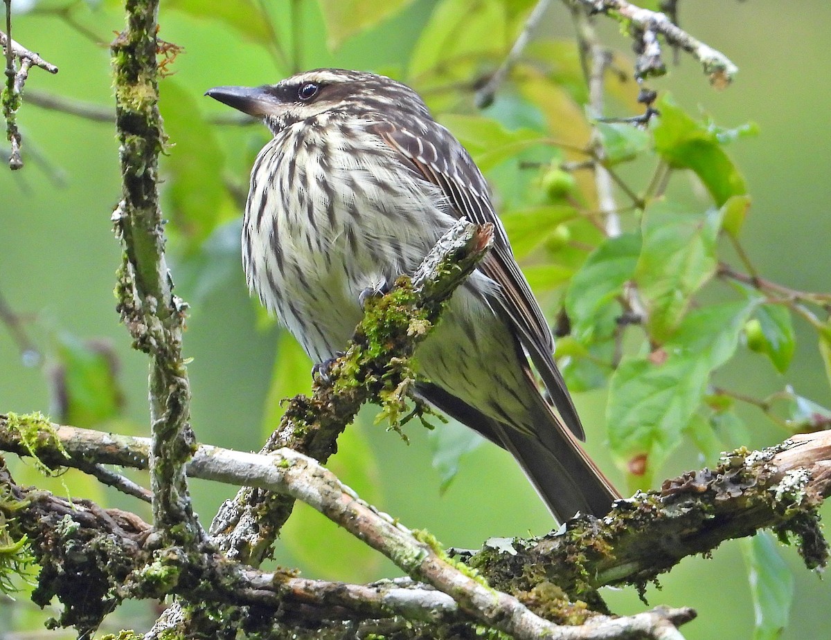 Streaked Flycatcher - ML644886168