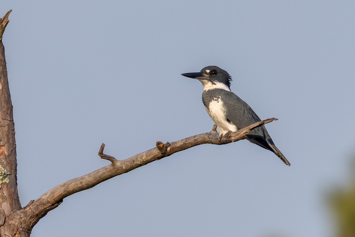 Belted Kingfisher - ML644886175