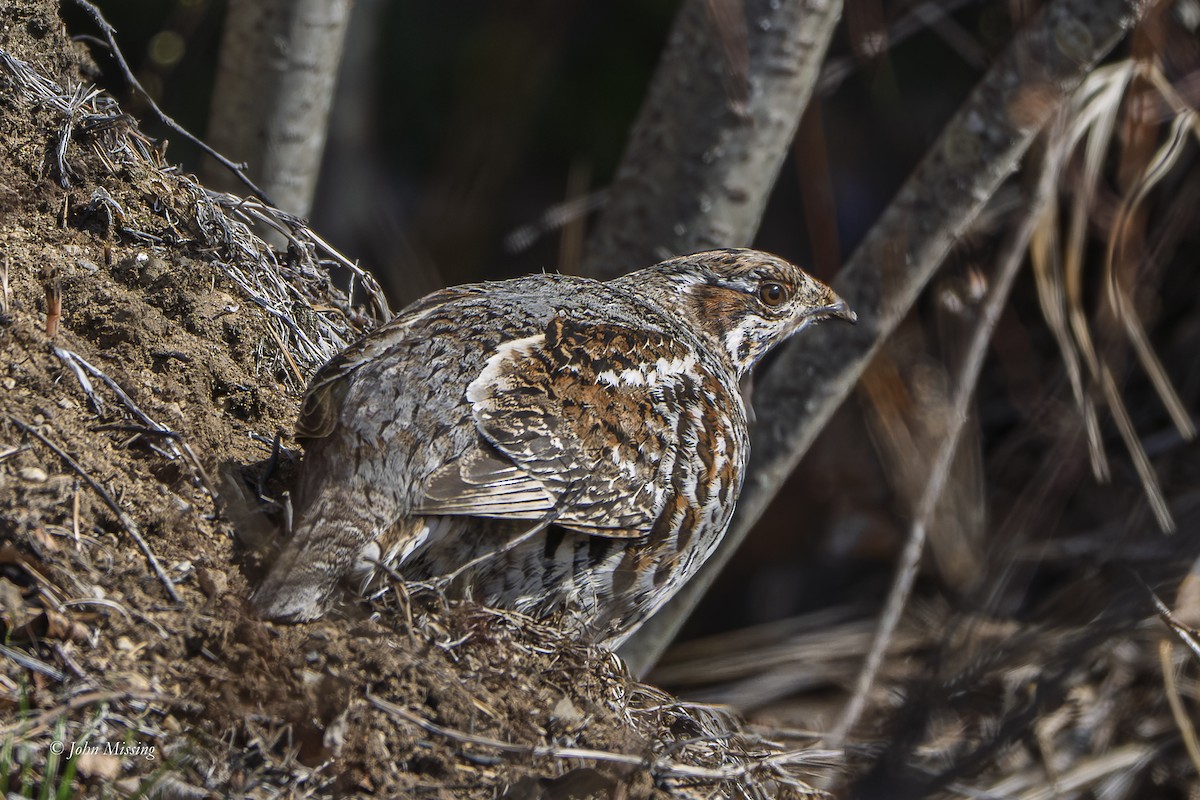 Hazel Grouse - ML644886177