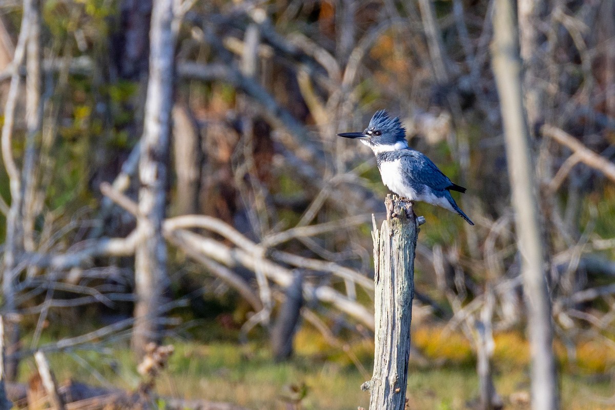 Belted Kingfisher - ML644886197