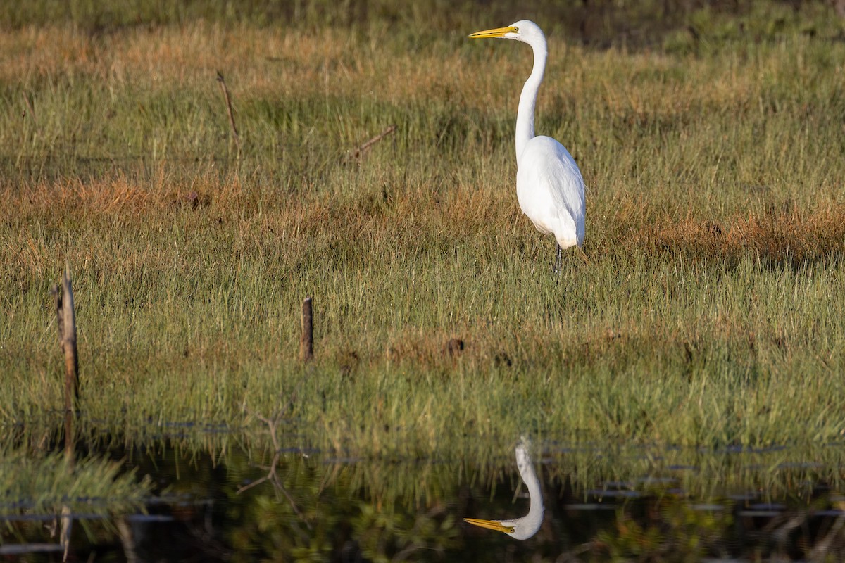 Great Egret - ML644886215