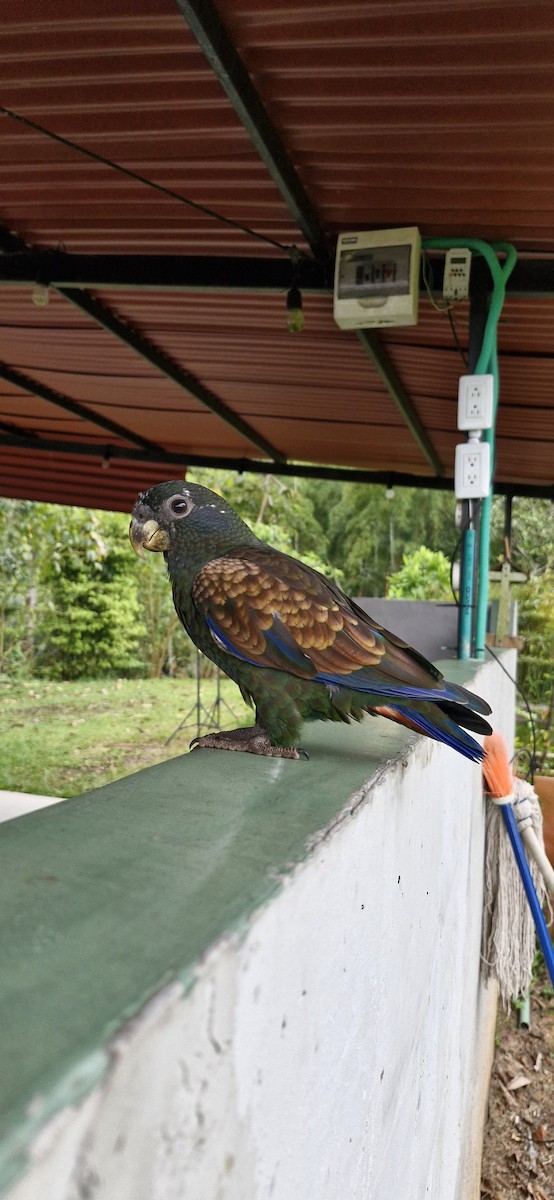 Bronze-winged Parrot - ML644886224