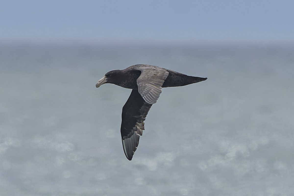 Southern Giant-Petrel - ML644886233