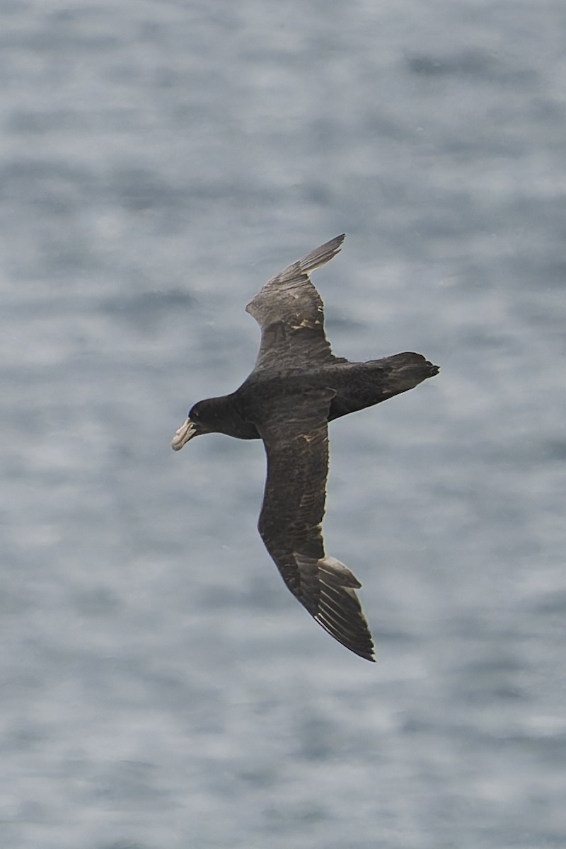 Southern Giant-Petrel - ML644886234