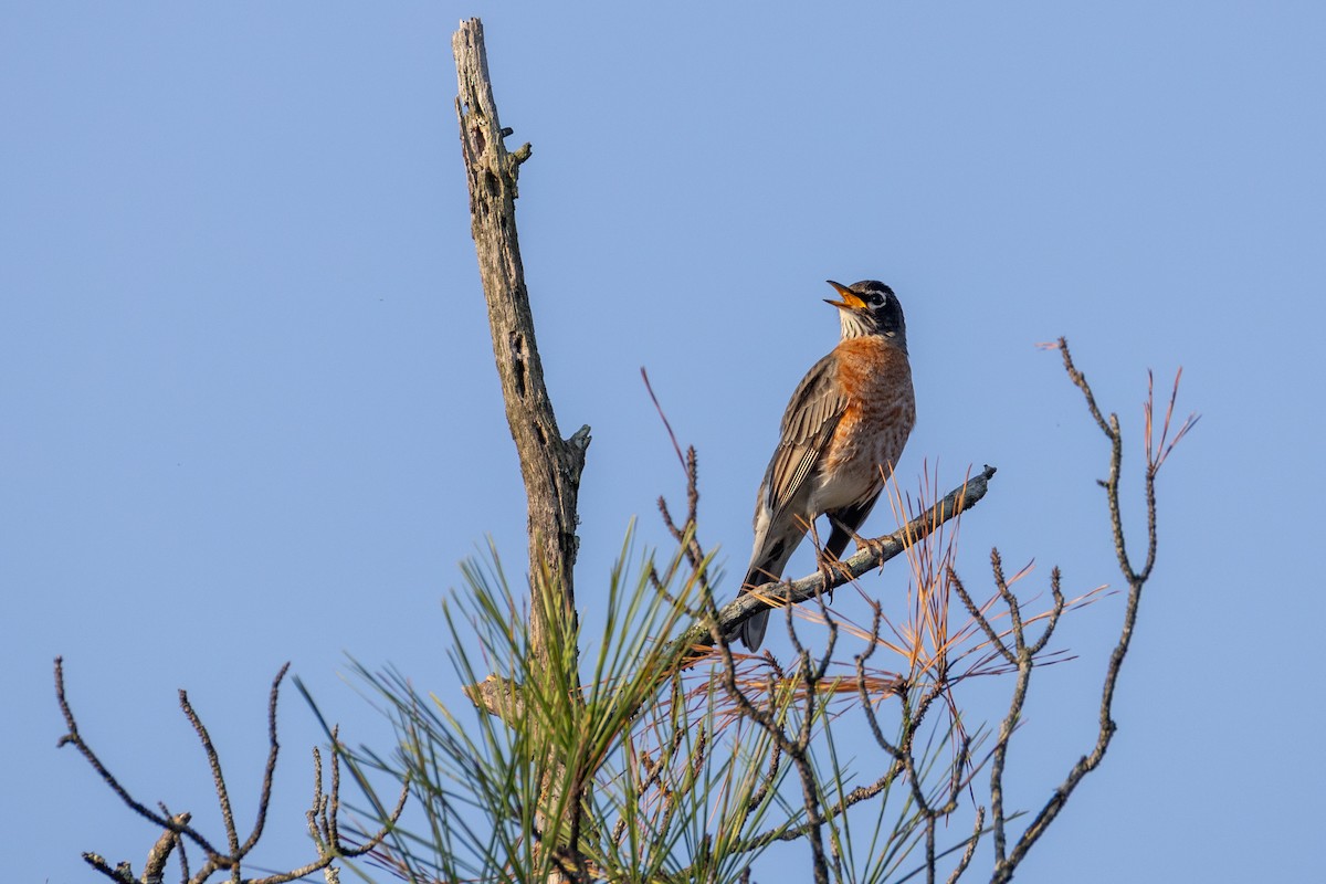 American Robin - ML644886236