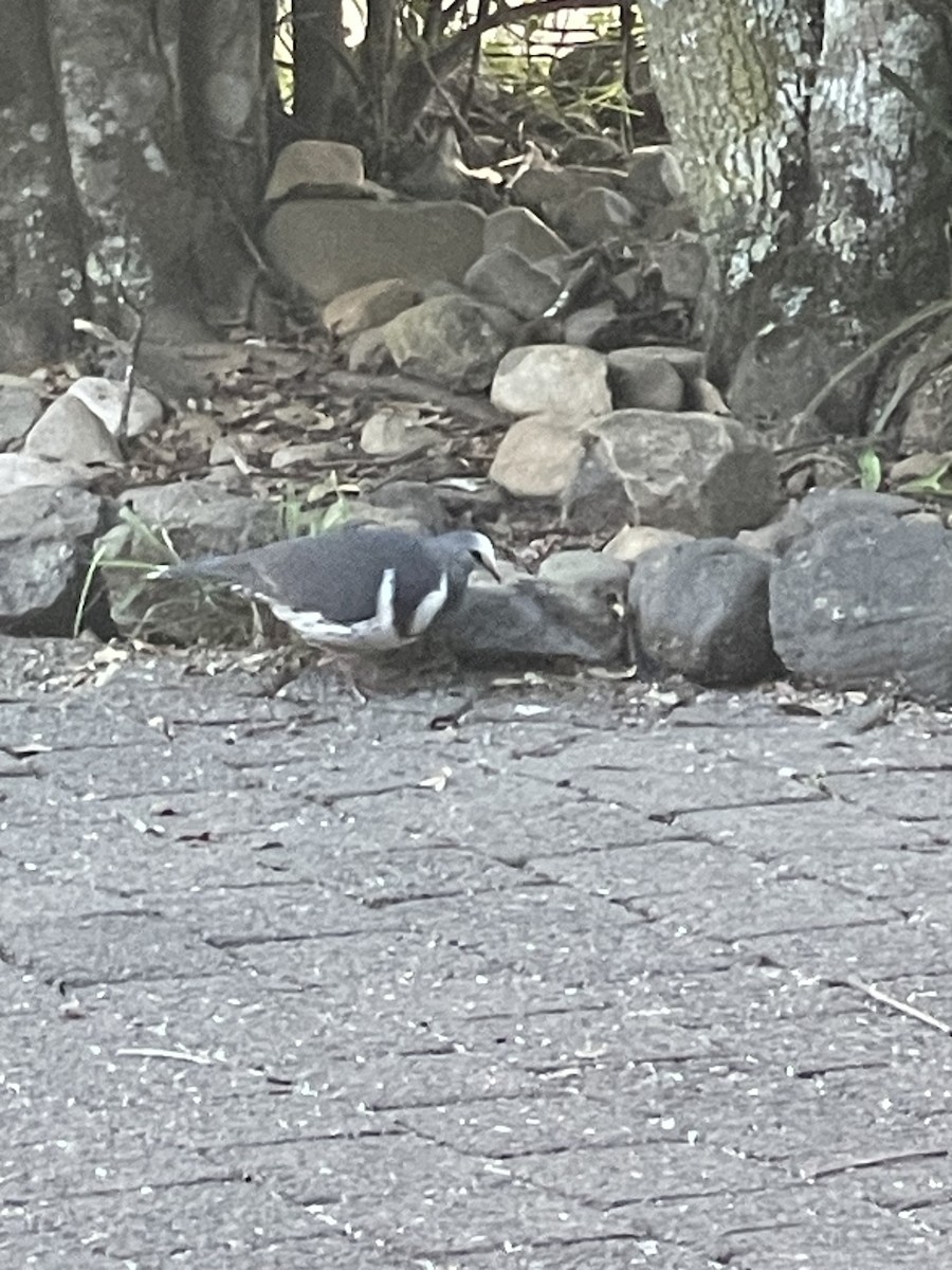 Wongataube - ML644886246