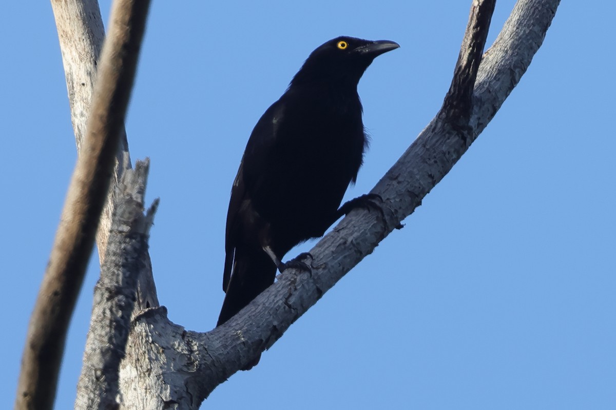 Micronesian Starling - ML644886248