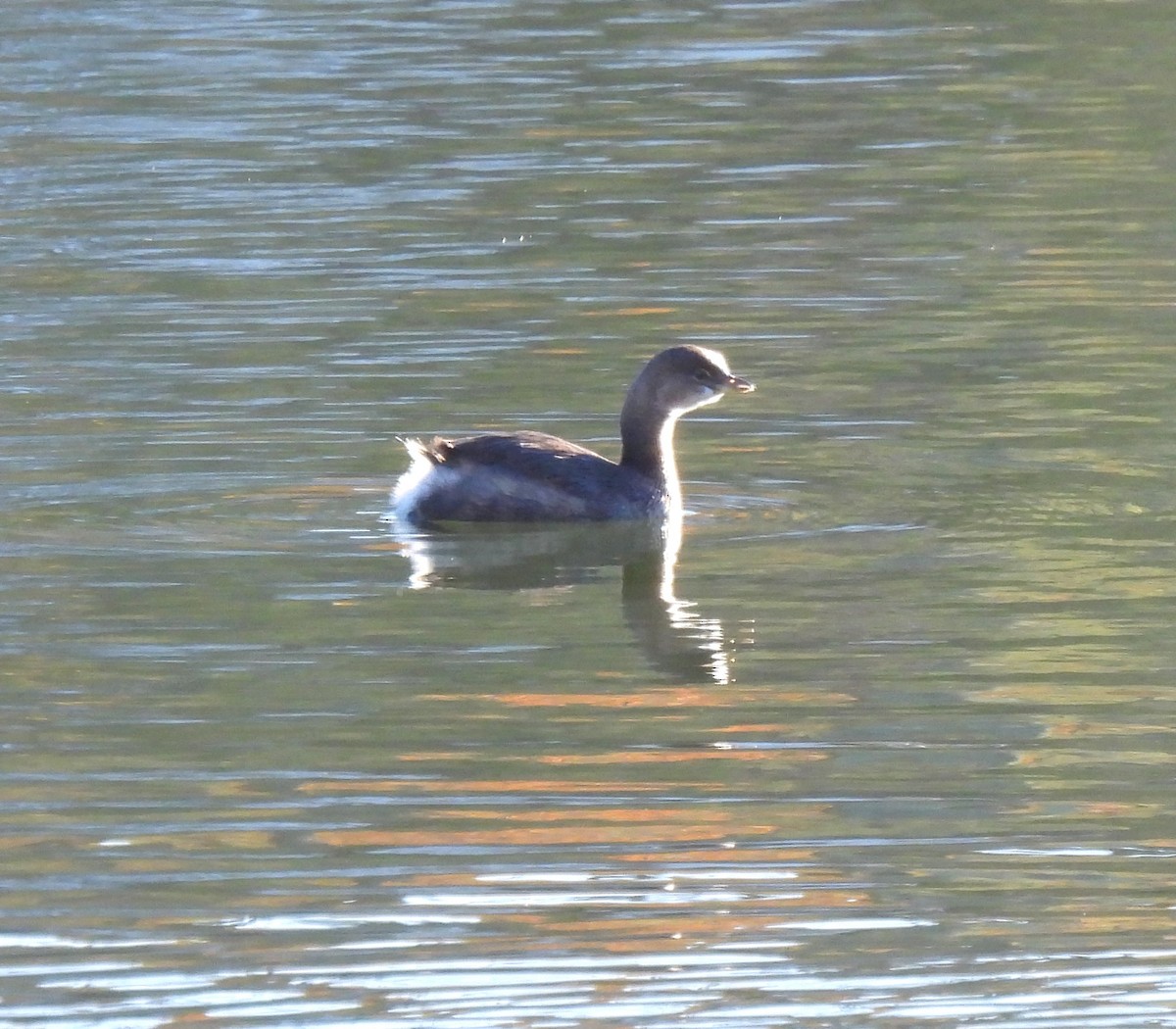 Pied-billed Grebe - ML644886251