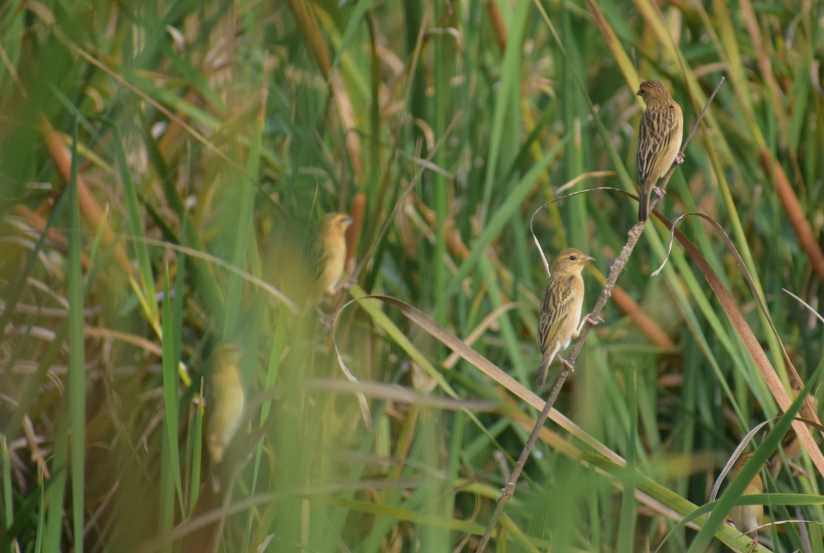 Asian Golden Weaver - ML644886268