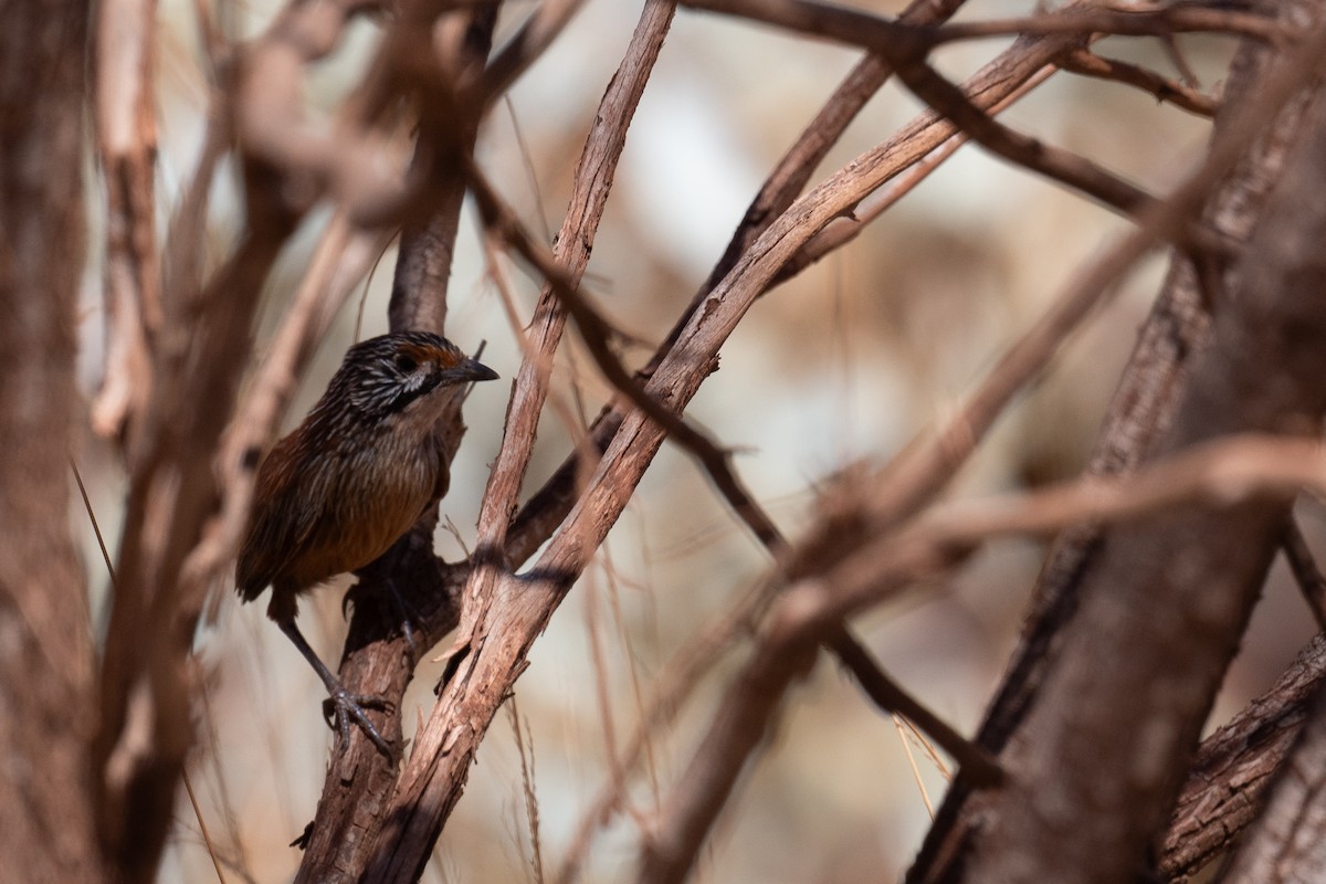 Pilbara Grasswren - ML644886281
