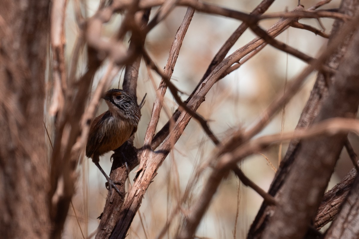 Pilbara Grasswren - ML644886282